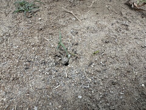 Young Green Seedling Growing from Dry Soil in Field