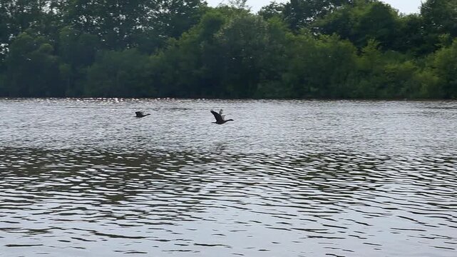 Two ducks flying low over a calm lake