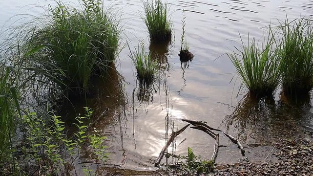 Gentle water ripples with sun reflection and reeds on the lake shore