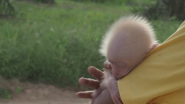 Baby monkey is sleeping warmly in the arms of a person wearing a yellow shirt.