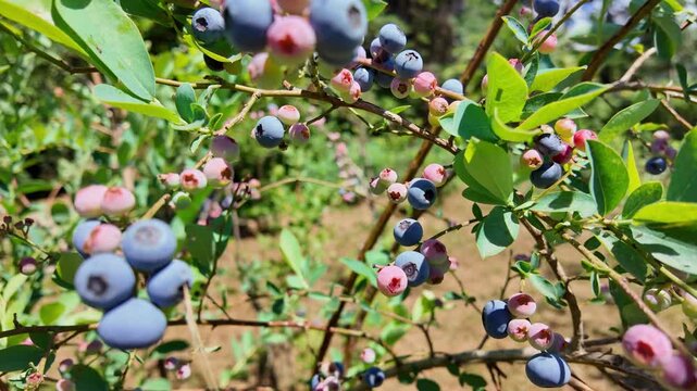 A close-up view shows a blueberry bush with fruit at various stages of maturity from pale pink to dark blue. Soft natural sunlight illuminates the waxy texture of the berries amidst vibrant green leav