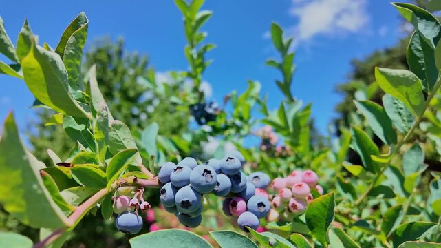 A close up shot of a blueberry cluster transitioning from pink to deep blue under bright summer light. Vivid green leaves surround the fruit with a soft depth of field against a clear sky.