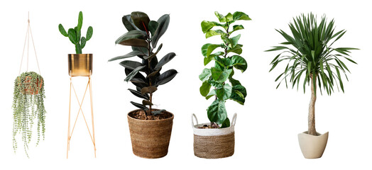 Fototapeta premium PNG Diverse indoor potted plants display on transparent background