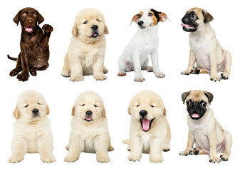 PNG Adorable puppies posing together on transparent background © Rawpixel.com