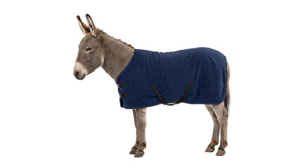 Grey donkey wearing a dark blue fleece blanket standing sideways against a plain white background © Muhammad