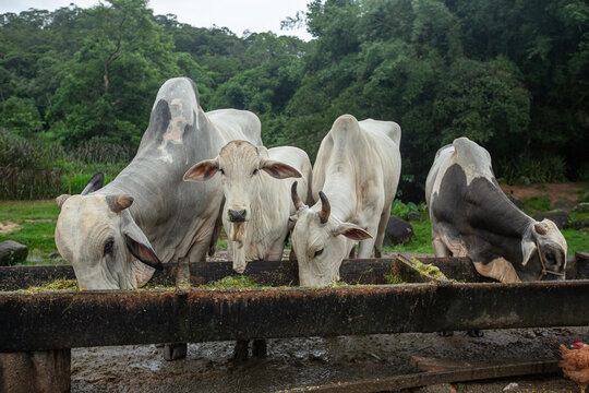 Grupo de bois Nelore reunidos comendo ra&ccedil;&atilde;o e silagem em cocho de madeira na fazenda