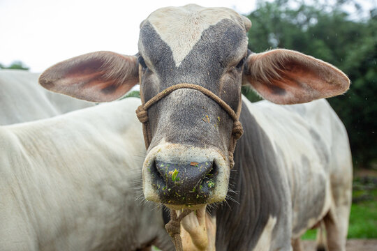 Retrato em close de boi Nelore malhado com cabresto de corda e focinho sujo de pasto