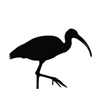 Elegant black silhouette of an ibis bird standing in profile view
