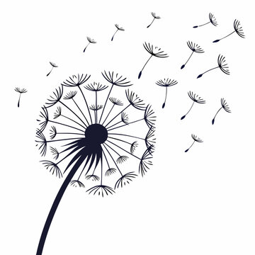 Dandelion flower with flying seeds blowing in the wind silhouette dandelion silhouette botanical illustration isolated minimalist seasonal