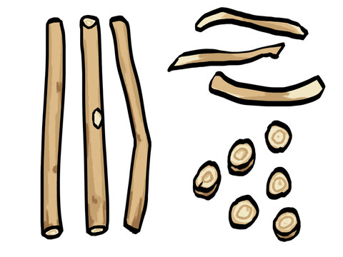 オウギ （筆タッチ/漢方）和風 黄耆  / Hand-painted Astragalus Root (Traditional Chinese Herbal Medicine) Watercolor Style Illustration