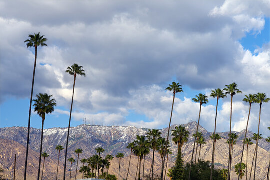 Line of palm trees in Altadena with the San Gabriel Mountains in the background under blue sky and puffy clouds.