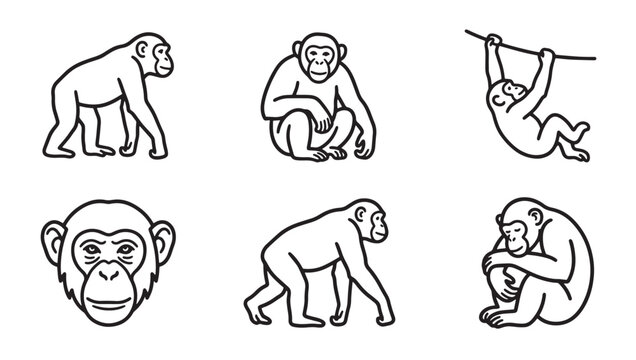 Collection of chimpanzee and monkey line art icons with chimpanzee illustration monochrome evolution creature wildlife behavior intelligent primates