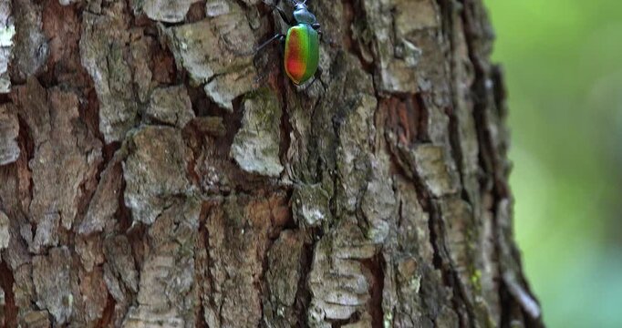 Super Macro - Cockroach on a piece of bark