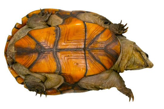 The plastron of an adult Florida Mud turtle, Kinosternon steindachneri, on white background.