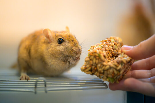 Close-up of a cute brown pet gerbil being fed a seed treat stick by a human hand. Small rodent on a wire cage shelf with warm blurred background. Concept of pet care and bonding
