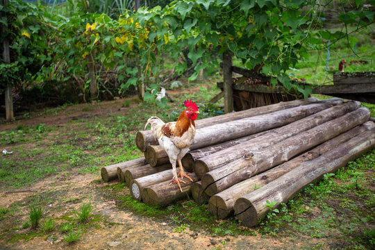 Galo caipira em p&eacute; sobre pilha de toras de madeira redondas em quintal rural de fazenda
