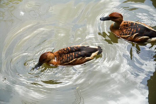 Two brown ducks swimming gracefully on rippling water surface with reflections