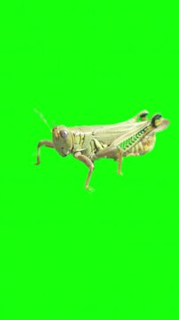 Green grasshopper macro shot on a chroma key background