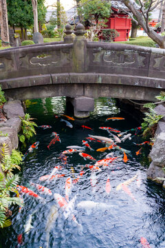 Colorful koi fish swim gracefully beneath a small traditional stone bridge at Sensoji temple in Tokyo Japan, creating a calm and serene atmosphere surrounded by greenery and classic garden elements