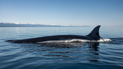 Naklejka premium fin whale in the water