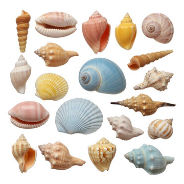 Assorted colorful sea shells collection