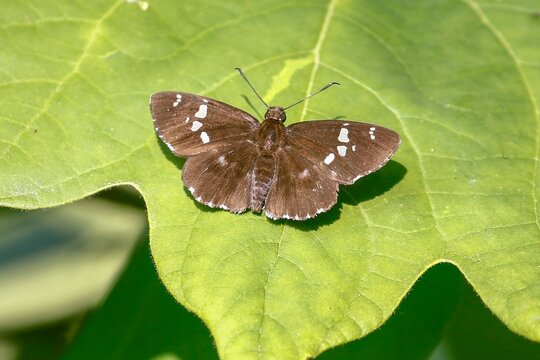 June 11, 2021-Sangju, South Korea-Limenitis camilla landed a leaf near wetland in Sangju, South Korea.
