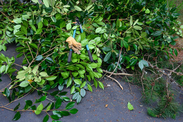 Obraz premium Pile of cut branches of camellia bush with pair of cutting loppers and leather gloves on top, home driveway, garden maintenance and cleanup 