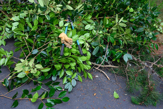 Pile of cut branches of camellia bush with pair of cutting loppers and leather gloves on top, home driveway, garden maintenance and cleanup
