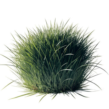 Lush Kentucky Bluegrass Patch Isolated on Transparent Background with Dense Fine Green Blades