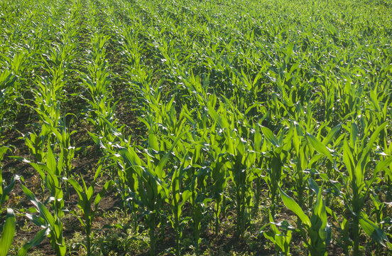 Green corn plants in a rows growing in agricultural field. Young maize seedlings in rows