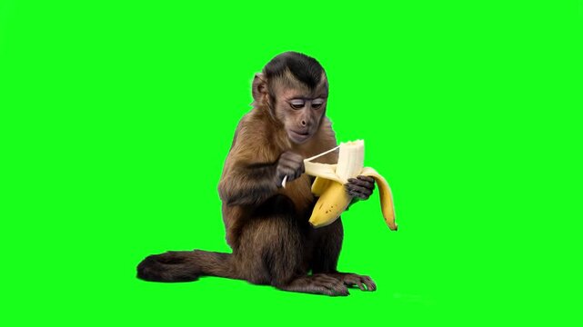 A realistic 3D animated capuchin monkey sitting down and peeling a ripe yellow banana against a chroma key green background. Ideal for educational wildlife content, tropical themes, and commercial ani