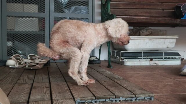 Poodle stands on wooden deck, mid-defecation. Dog's posture shows discomfort or distraction. Background features storage shelves and scattered shoes. No people visible, animal focus only