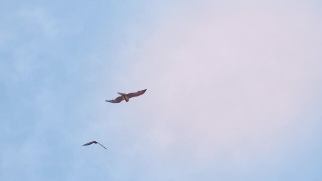 Birds of prey fighting in flight with low angle view in 4K Ultra HD footage
