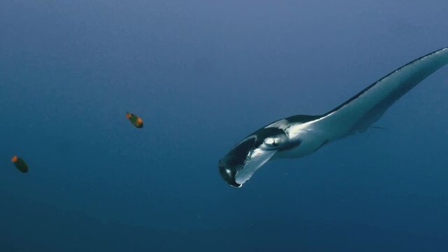 Giant manta ray at cleaning station with schooling clarion angelfish in 4K Ultra HD footage
