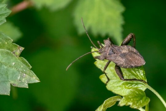 June 11, 2021-Sangju, South Korea-Molipteryx fuliginisa landed on the leaf near wetland in Sangju, South Korea.