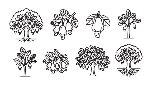 Cashew nut tree orchard and fruit growth stages icons with botanical agriculture illustration monochrome minimalist collection cultivation ingredient vegetation vegetarian nutrition
