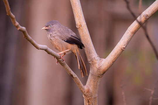 Yellow billed babbler perched on a tree branch with soft natural background