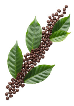 Fresh coffee plant leaves with ripened coffee beans