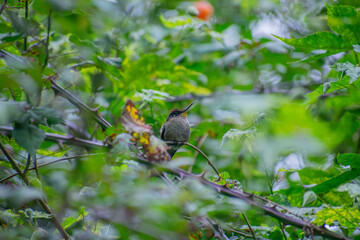 Pequeño colibrí hembra descansando en una rama espinosa entre el follaje verde. © Martin