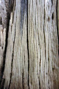 Close-up texture of weathered grey wood bark with deep cracks
