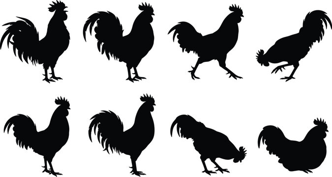 Rooster silhouettes set featuring crowing standing walking peck soil bending forward and resting cockerel vector icons