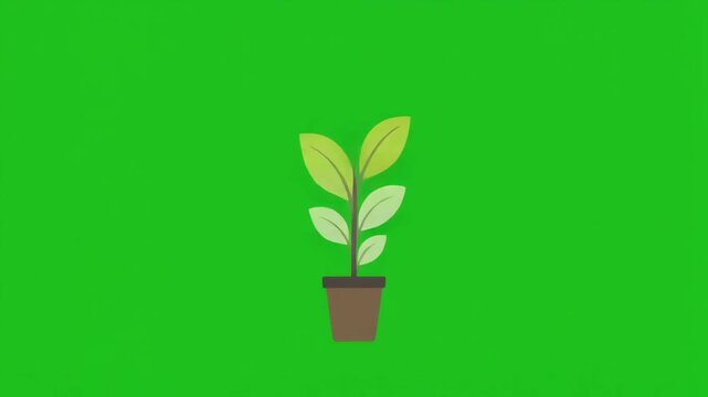 Animated Growing Plant in a Pot on Green Screen