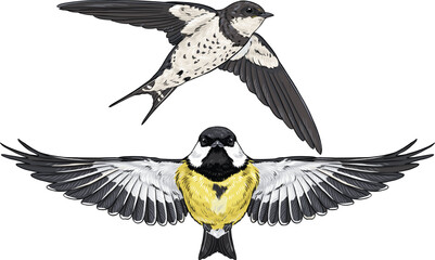 Flying sketch swallow and tit bird vector illustration isolated on white background, wildlife concept © Arishfa