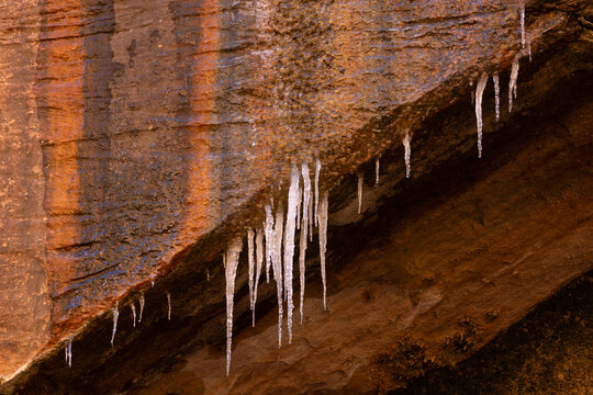 Water drips down the cliff face covered with desert varnish and icicles hang from the rim of a blind sandstone arch on a cold wet winter day on the Riverwalk trail in Zion NP Utah USA. 
