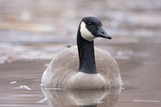 A Canada Goose floats serenely on the still surface of a pond with ice in the background on a cold winter morning before sunrise at Hyatt Hidden Lakes Reserve in Boise Idaho USA.