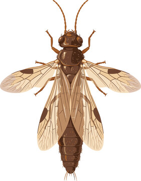 Realistic flying ant or termite vector illustration isolated on white background, detailed winged insect icon