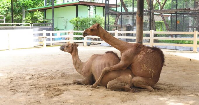 Camel relax on sand in tropical summer zoo animal wildlife