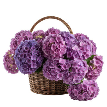 Rustic willow basket overflowing with purple and lavender hydrangea blossoms on a transparent surface, soft natural light creating a fresh spring atmosphere
