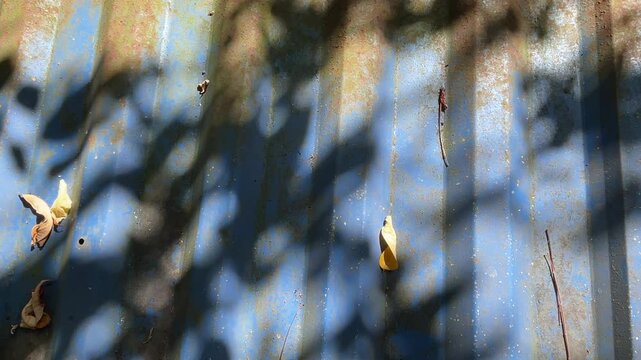 Sunlight and leafy shadows fall across a weathered blue corrugated metal roof in Vietnam, revealing rusty streaks, parallel ridges and scattered dry leaves.