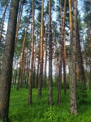 Obraz premium Low angle pine forest with green grass, sky and tilt-shift blur